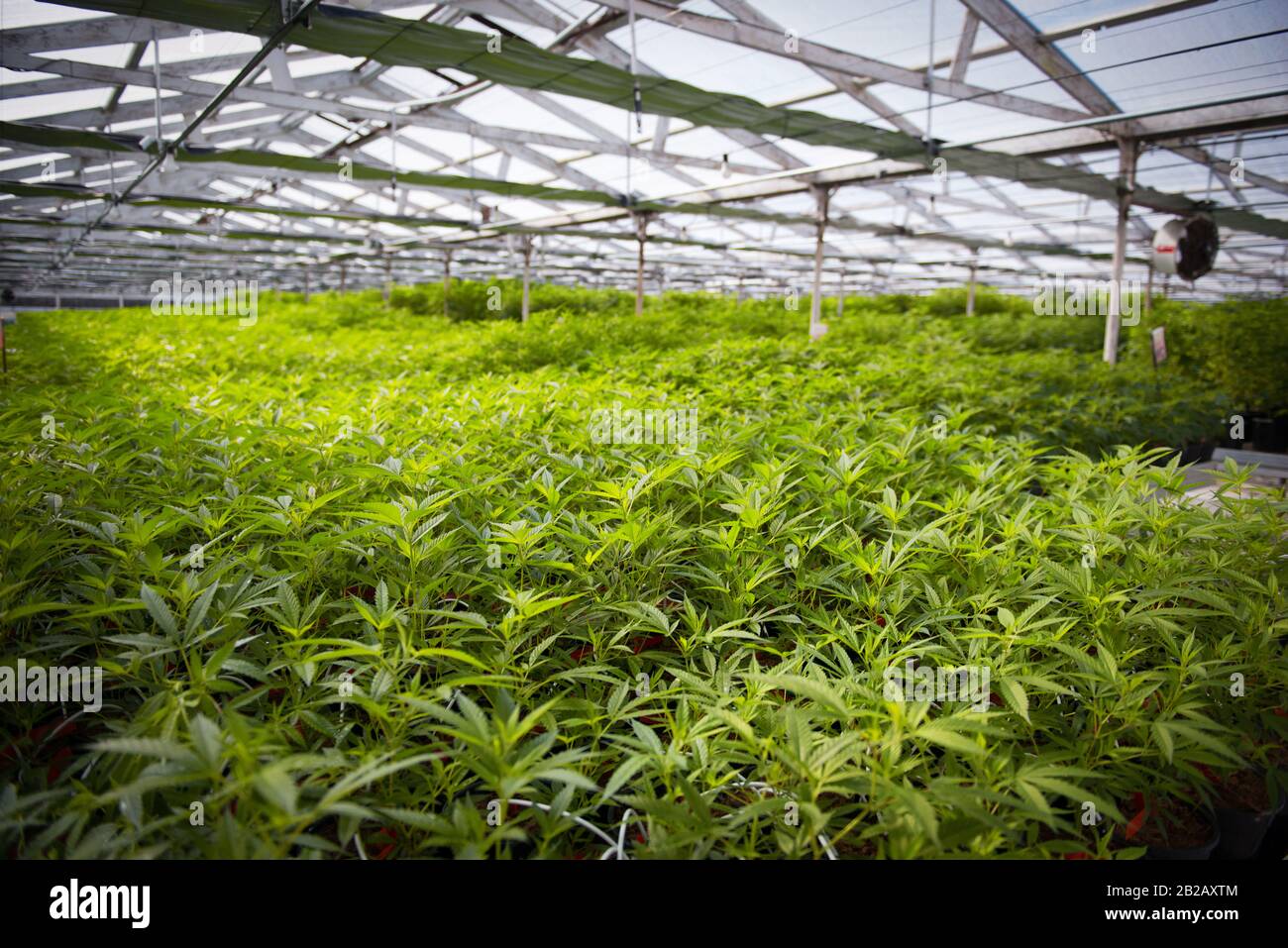 Greenhouse filled with cannabis plants, USA Stock Photo
