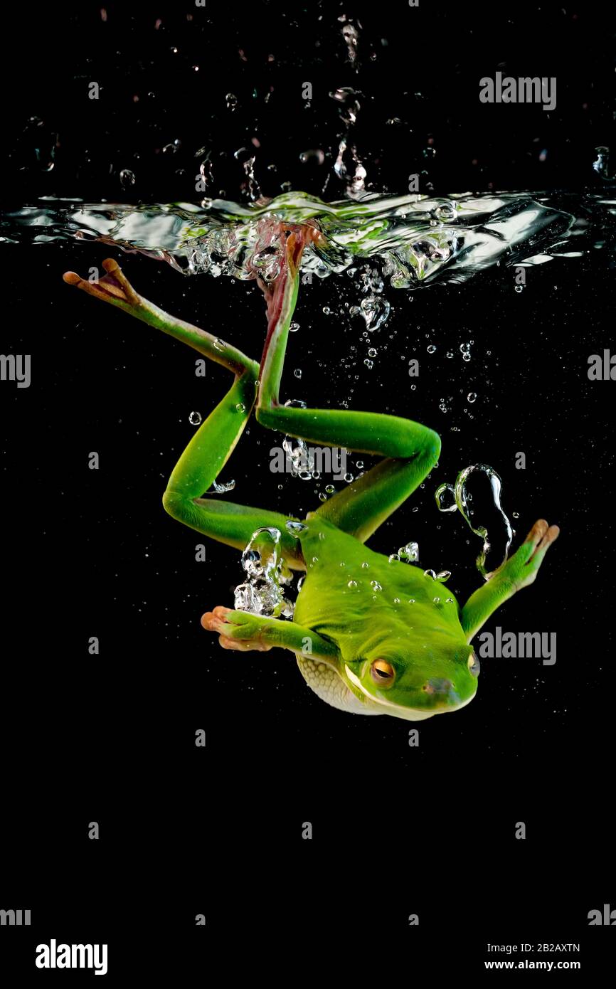 White-lipped tree frog diving into water, Indonesia Stock Photo