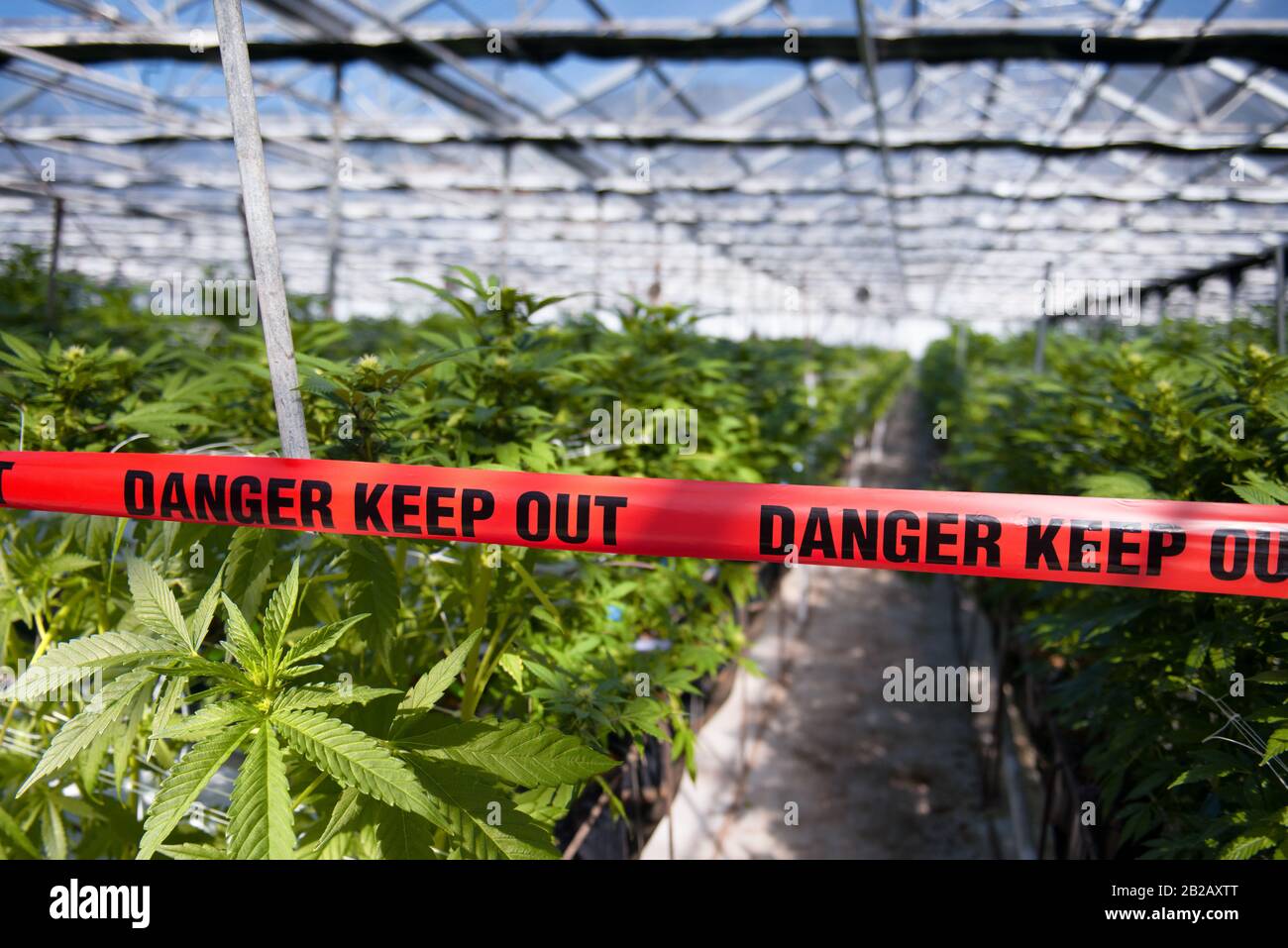 Danger Keep Out tape across a greenhouse full of cannabis plants, USA Stock Photo