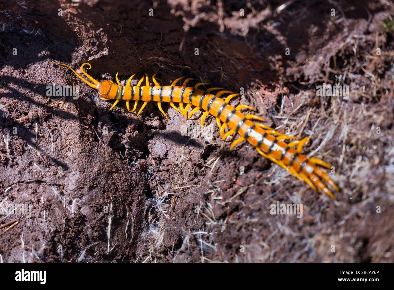 Scolopendra Stock Photos Scolopendra Stock Images Alamy