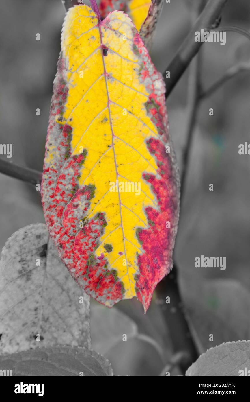 Close up of an autumn-colored leaf - duotone. Stock Photo