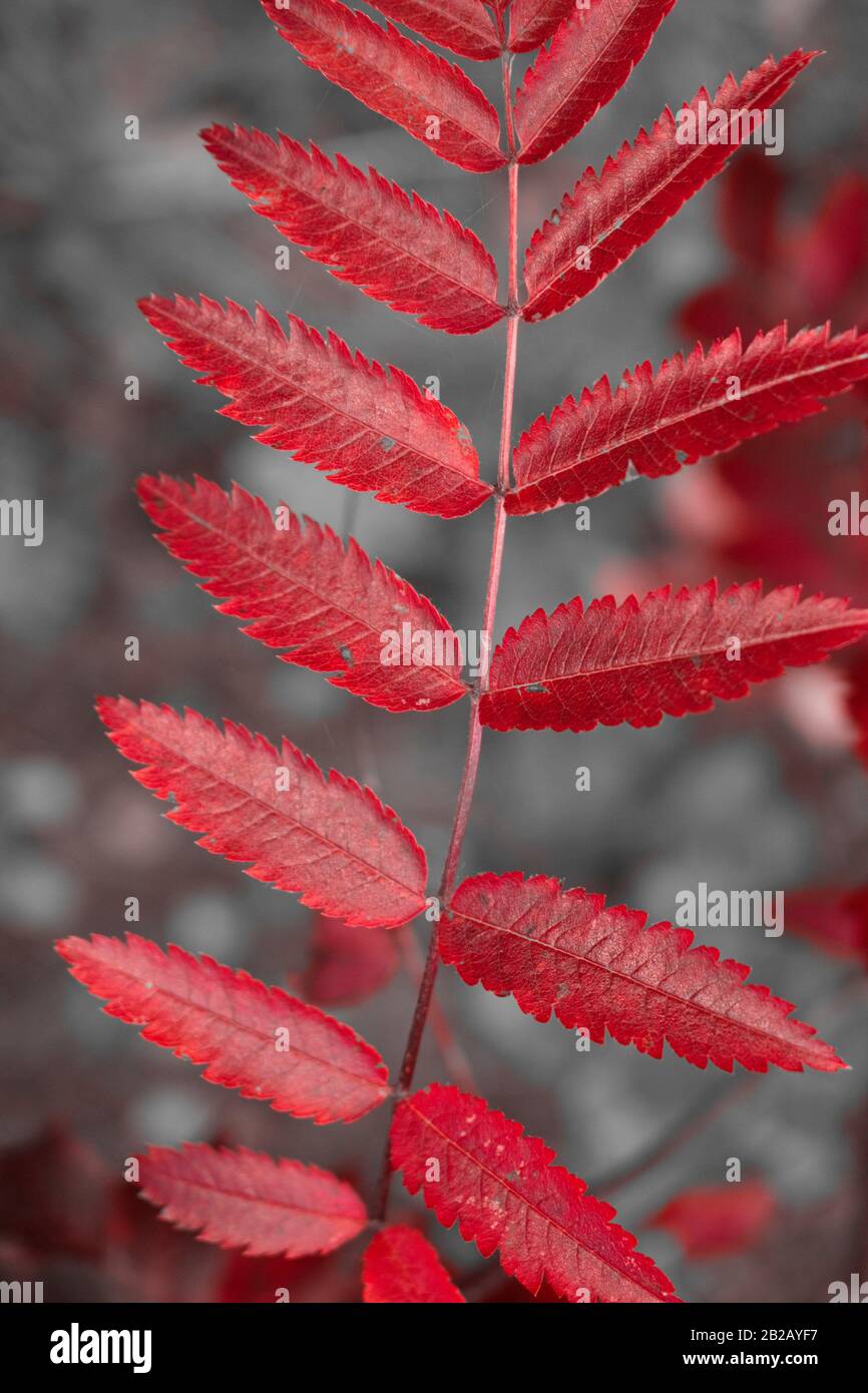 The feather-like leaves of a rowan tree have turned bright red in autumn. Stock Photo