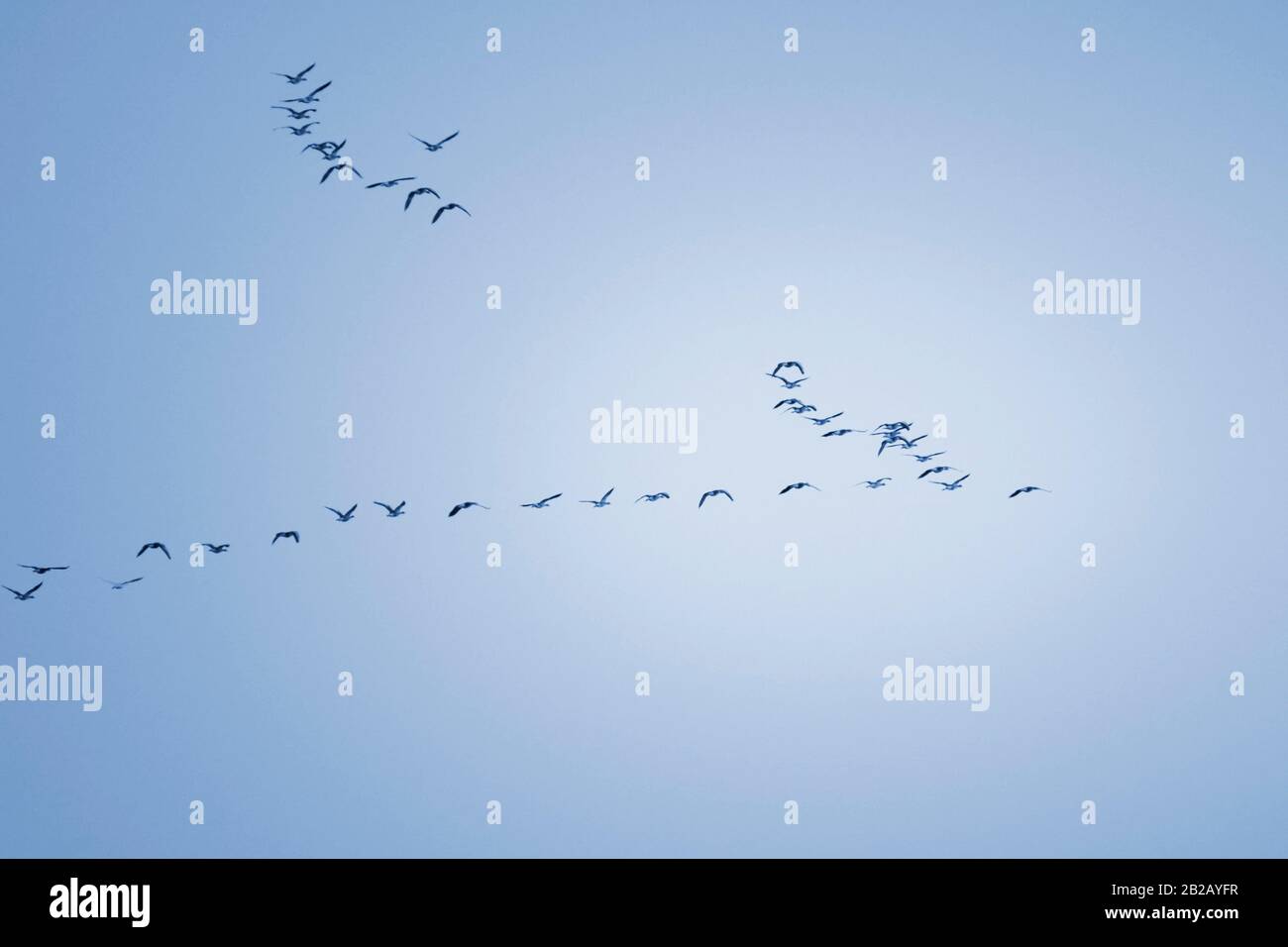 A flock of wild geese is flying in V-formation through the autumn sky. Stock Photo