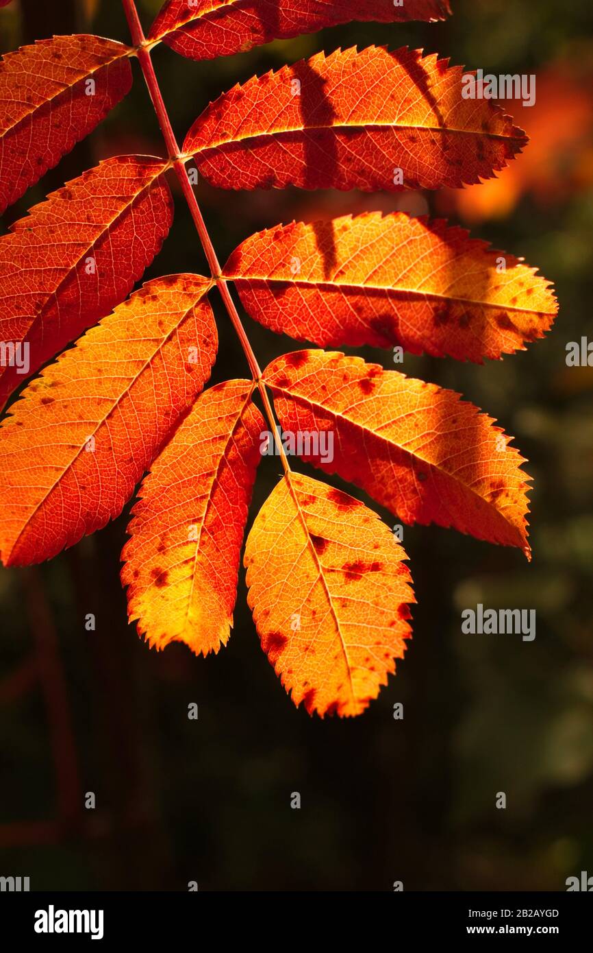 The feather-like leaves of a rowan tree have turned bright red in autumn. Stock Photo