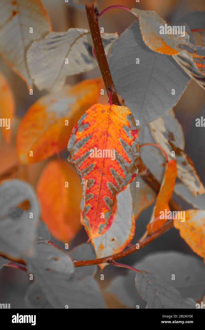 Close up of an autumn-colored leaf - duotone. Stock Photo