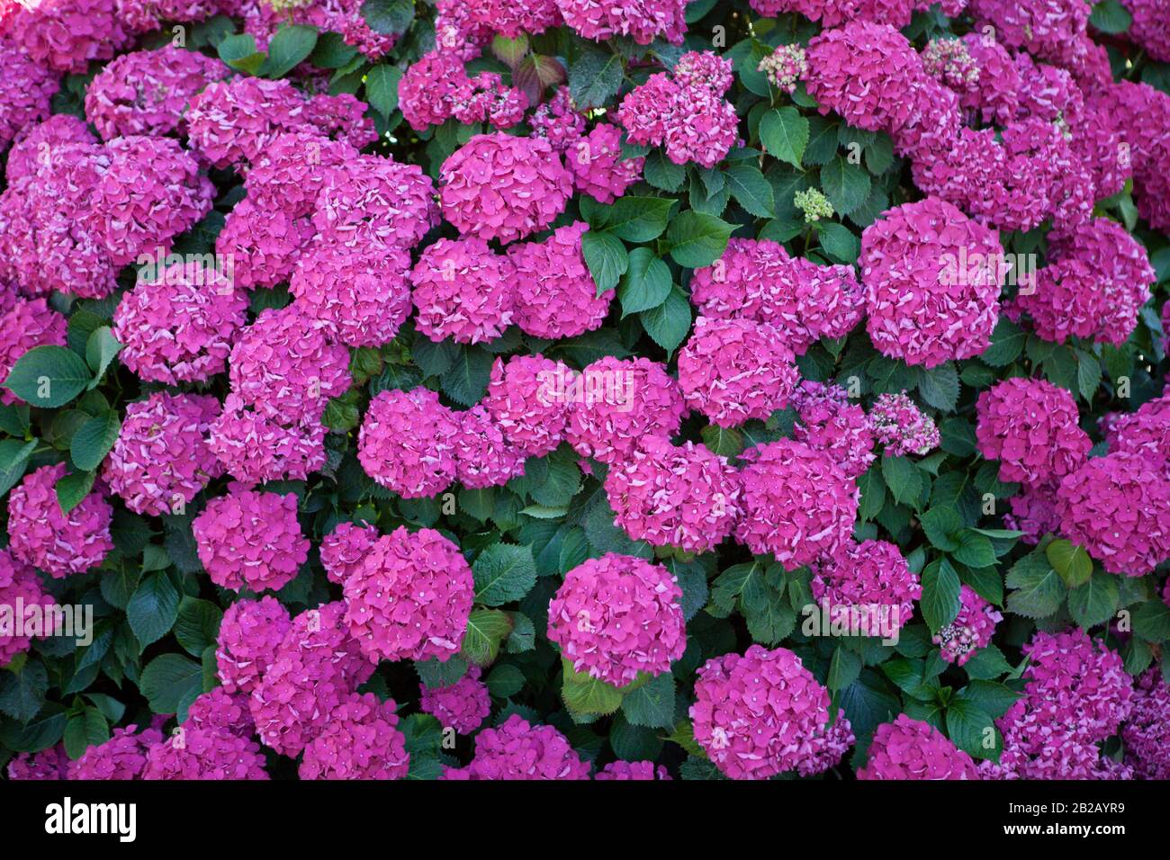 Abstract bright background of purple flowers close-up Stock Photo - Alamy