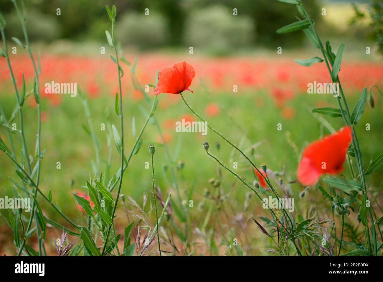 Poppies provence france hi-res stock photography and images - Alamy