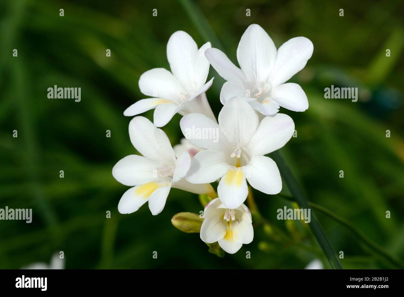 White freesia flower fragrant funnel shaped flower Stock Photo