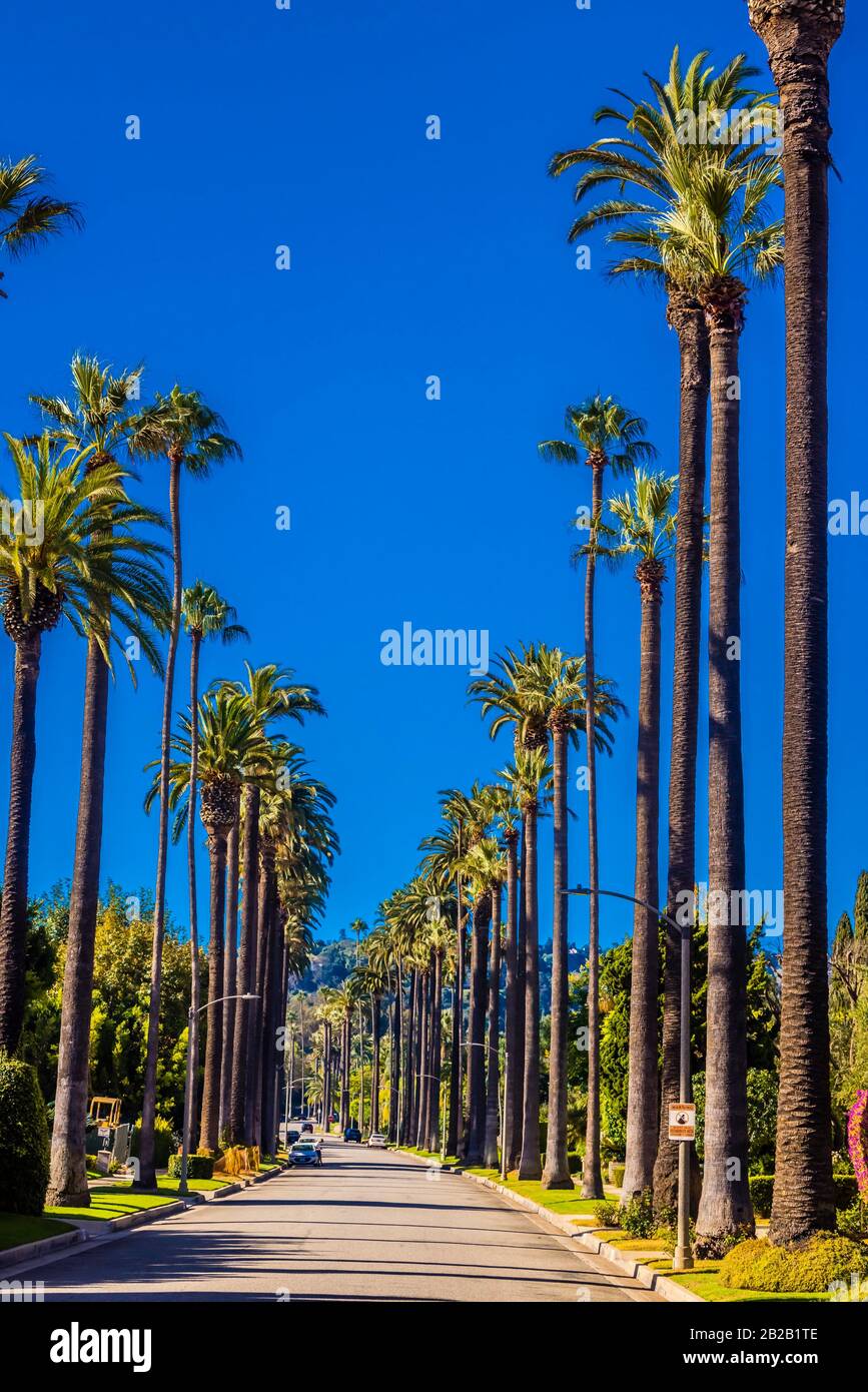 A palm tree lined street in Beverly Hills (Los Angeles), California USA. Stock Photo