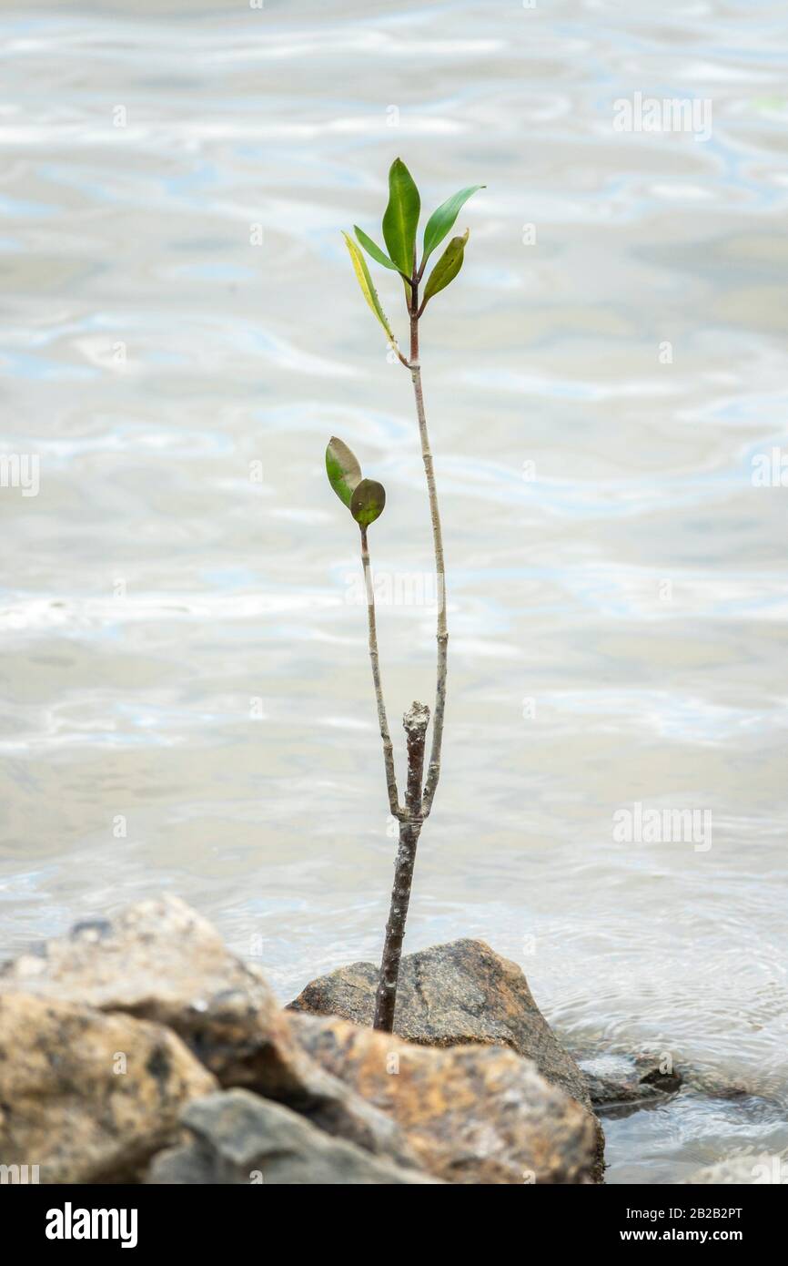 Muar High Resolution Stock Photography and Images - Alamy