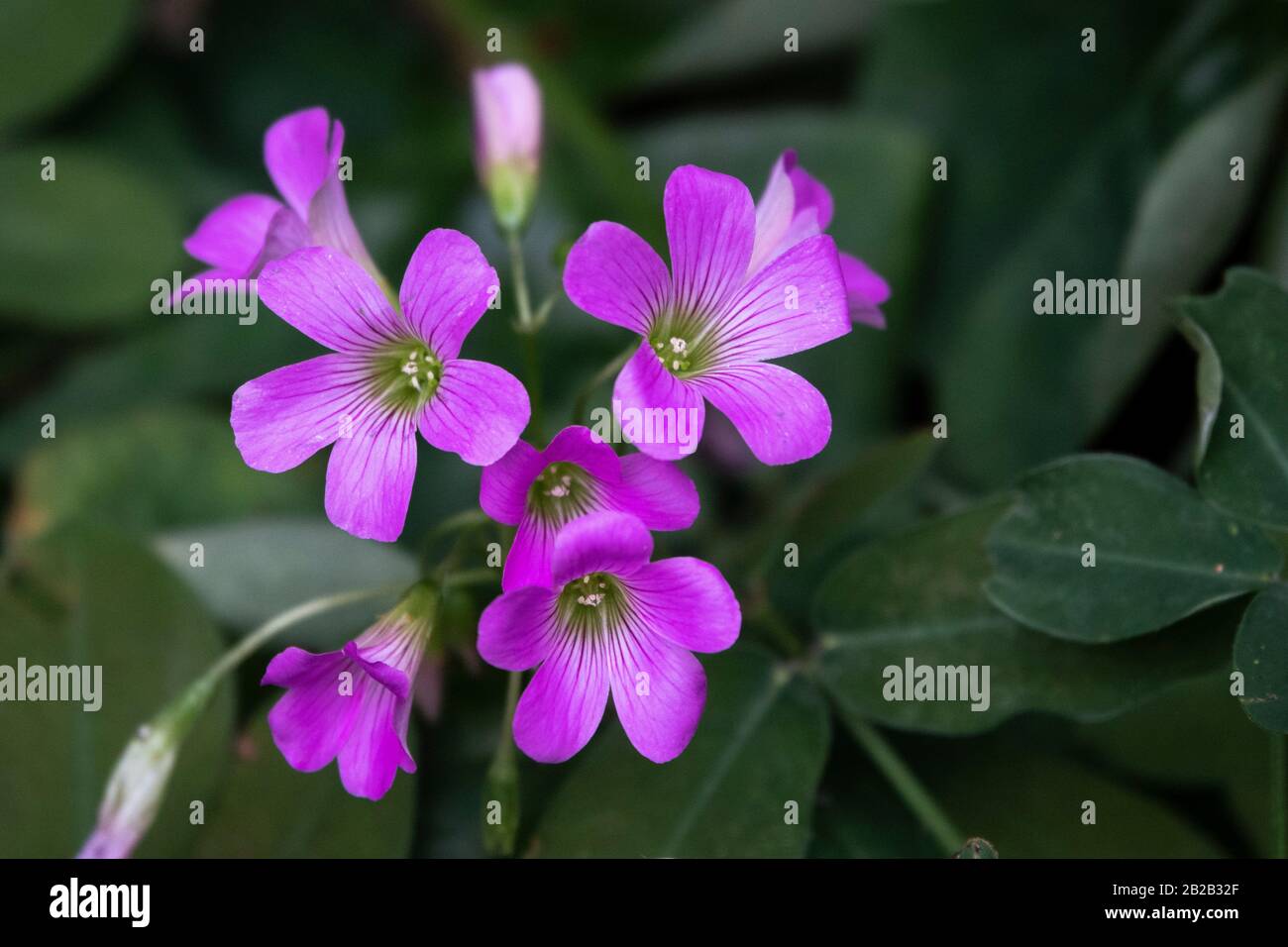 Page 17 Sorrel Plant High Resolution Stock Photography And Images Alamy