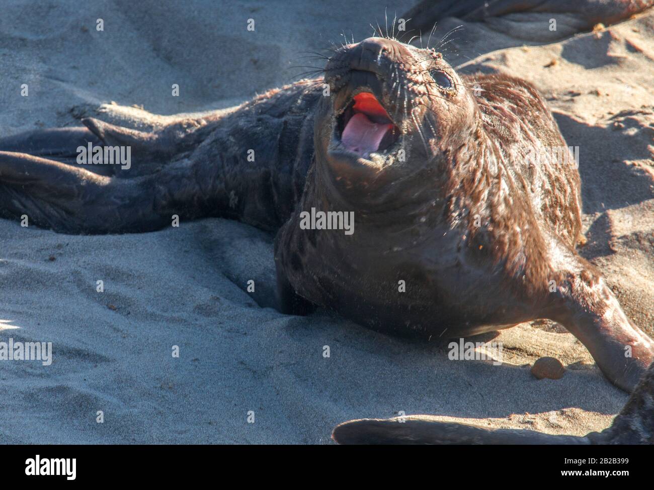 A pup lephant seal at Piedras Blancas Northern Elephant Seal Rookery, along California's Central Coast. Stock Photo