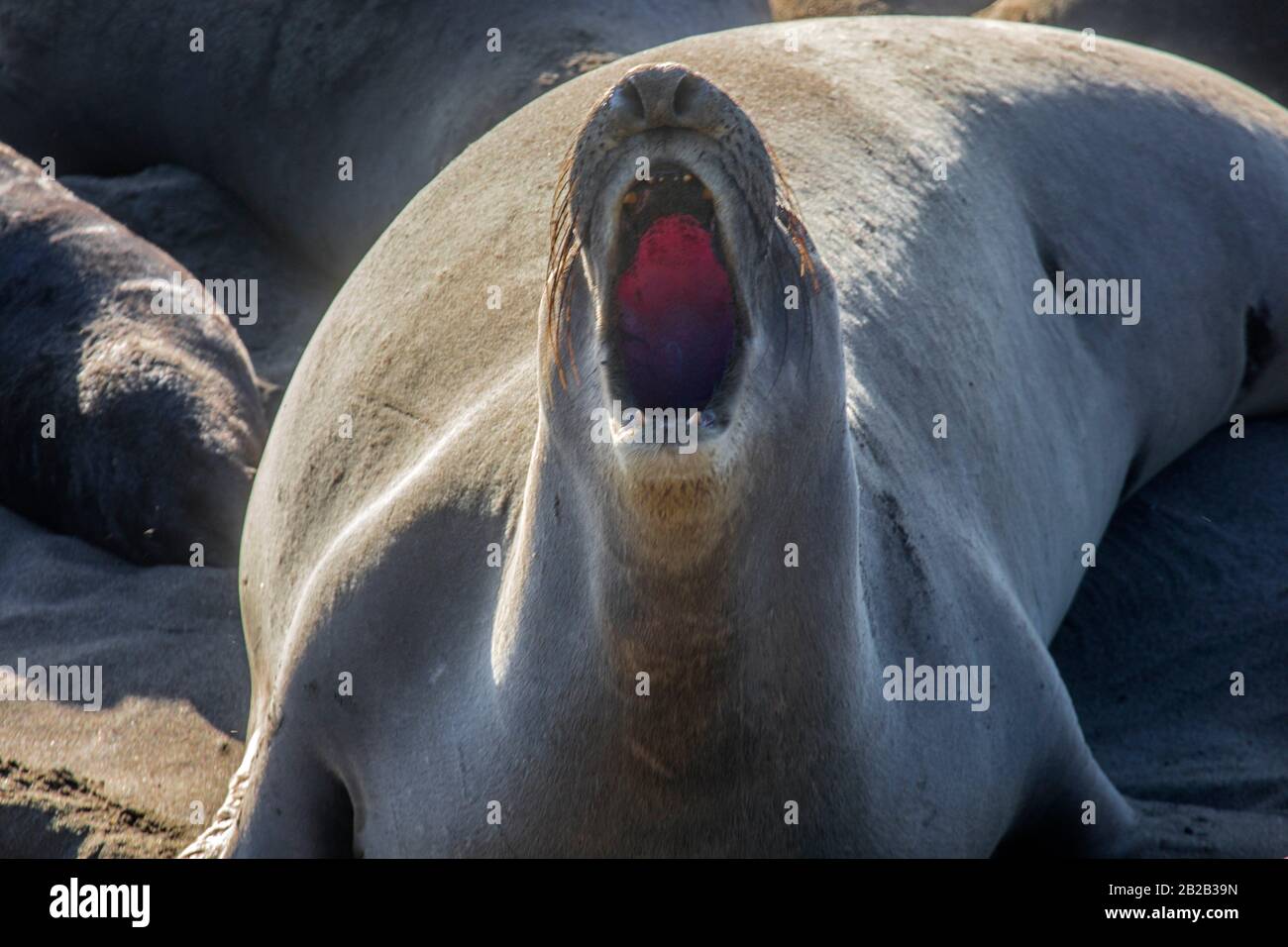 Elephant seals at Piedras Blancas Northern Elephant Seal Rookery, along California's Central Coast. Stock Photo