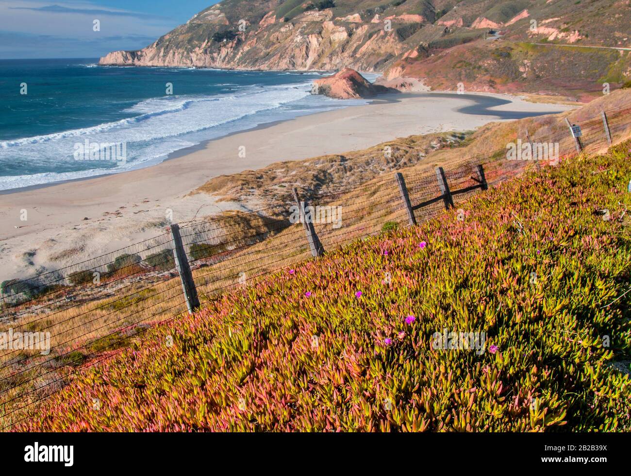 Invasive, Non-Native oceanside vegetation called Ice Plant. Stock Photo