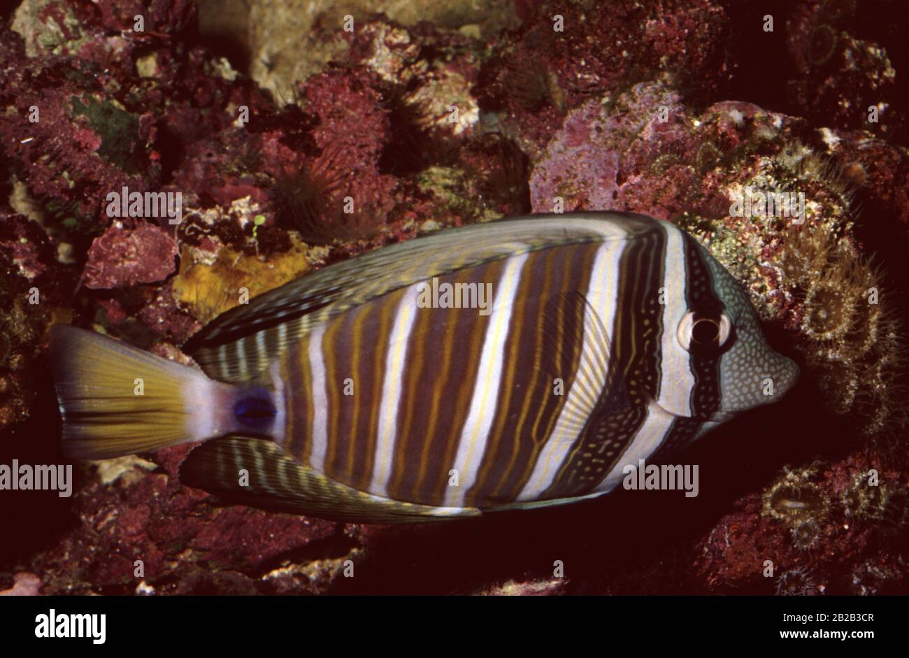 Sailfin tang, Zebrasoma veliferum Stock Photo