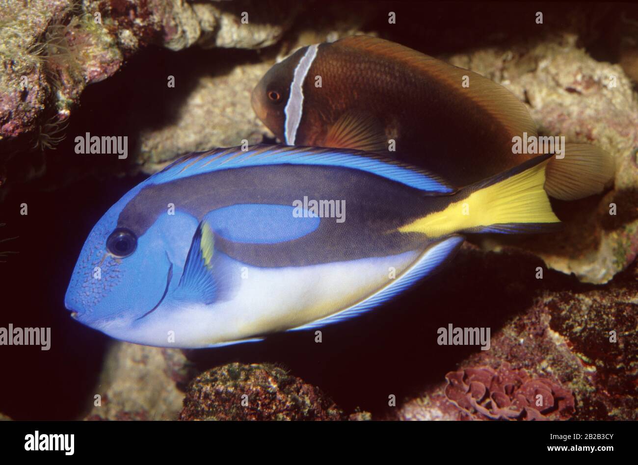 Palette surgeonfish, Paracanthurus hepatus Stock Photo