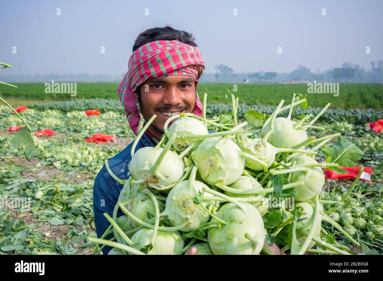 Bangladesh â. “ January 24, 2020: A worker hands are full of turnip at Savar, Dhaka, Bangladesh. Stock Photo