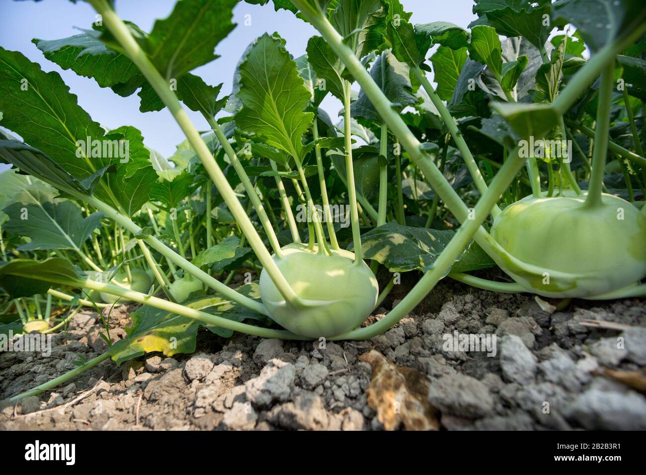 Turnip cabbage hires stock photography and images Alamy