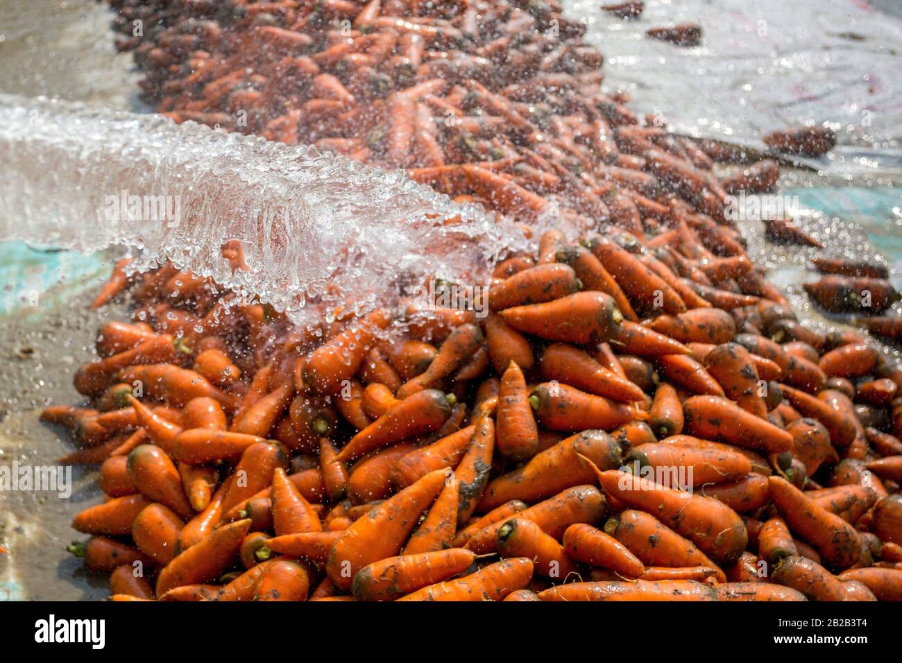 Unwashed and dirty carrot washing on throw pipe water. Food background