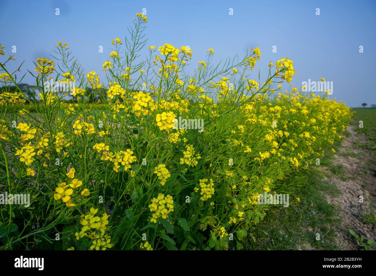 Yellow mustard flower, mustard flower field is fully bloomed Stock