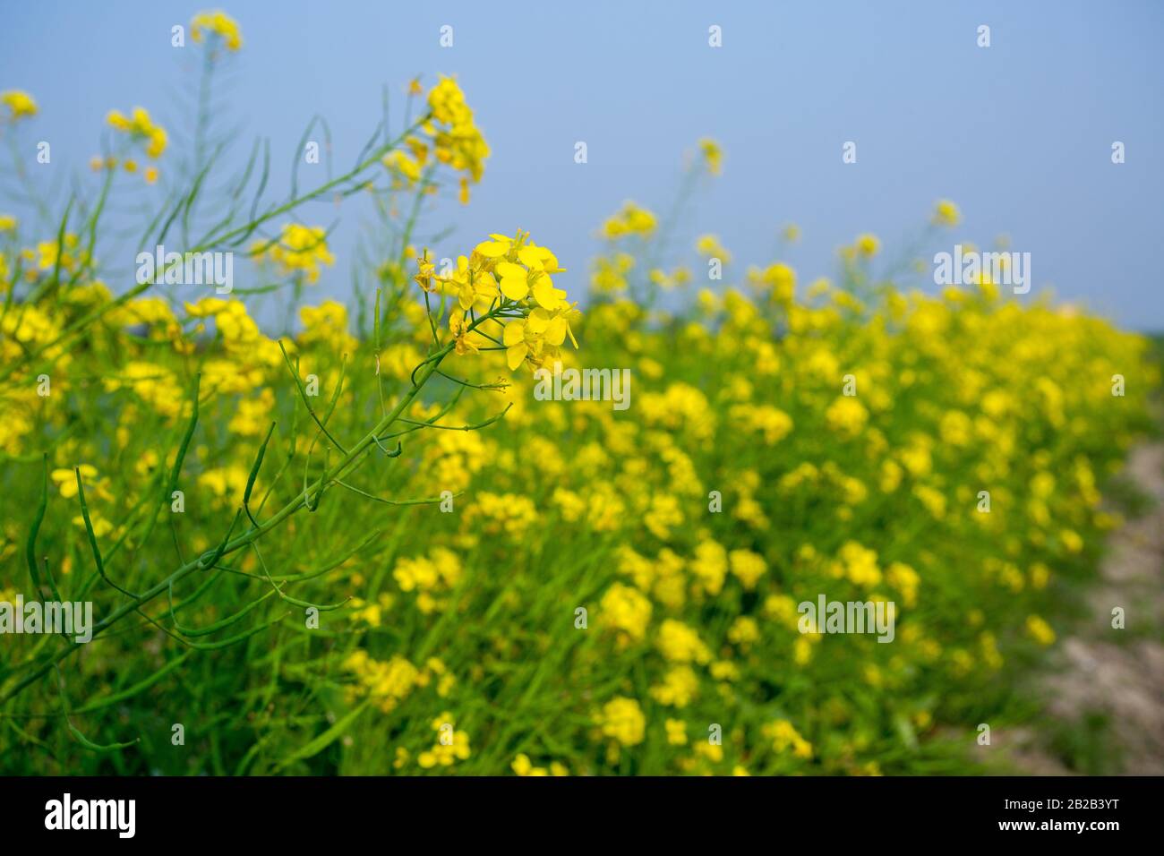 Yellow mustard flower, mustard flower field is fully bloomed Stock