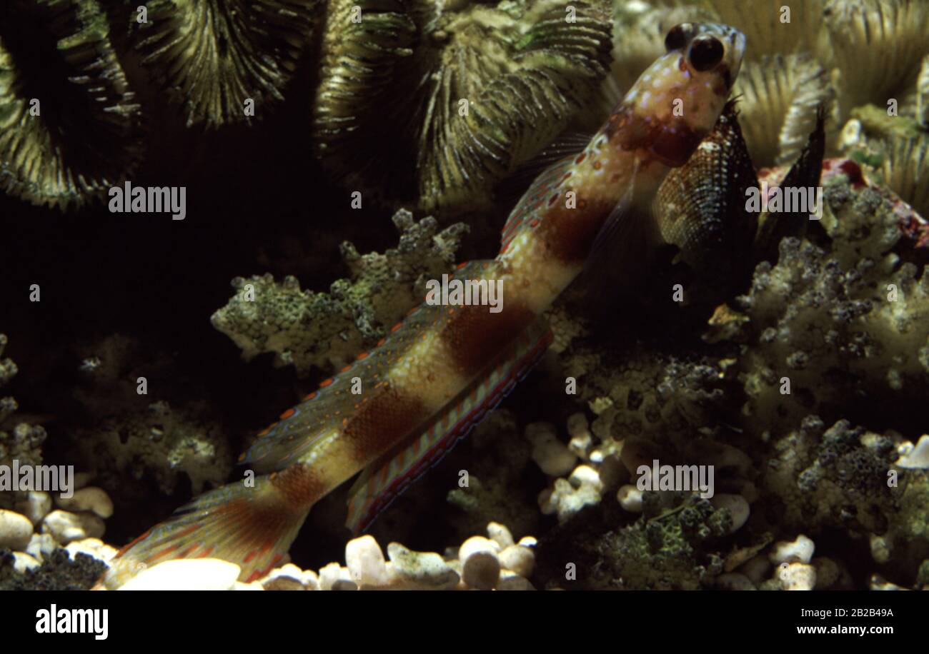Wide-barred shrimpgoby, Amblyeleotris latifasciata Stock Photo