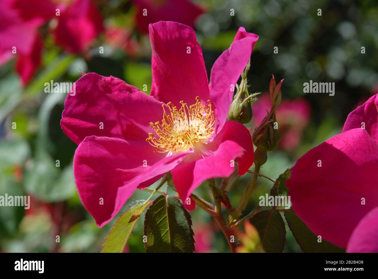 Shrub rose, Rosa gallica Scharlachglut Stock Photo