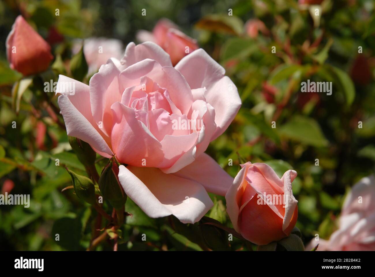 Pink rambler rose, Albertine, with flower and buds Stock Photo