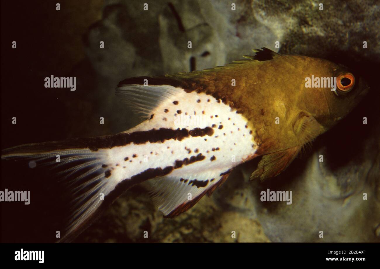 Lyretail hogfish, Bodianus anthioides Stock Photo