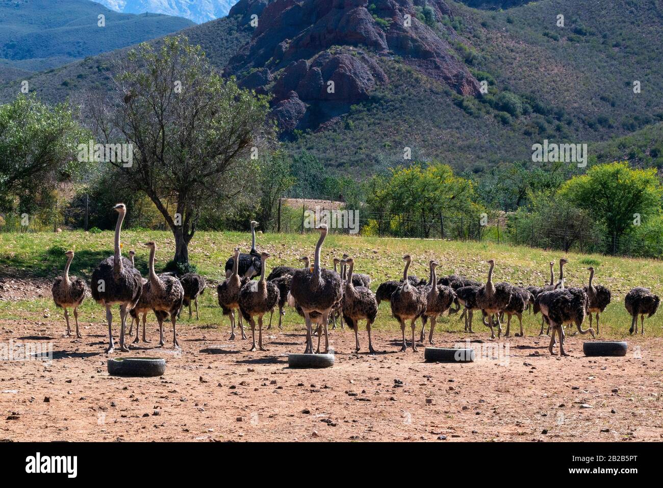 Flock of ostriches on ostrich farm in the wonderful countryside of the Karoo, Oudtshoorn, Western Cape, South Africa Stock Photo