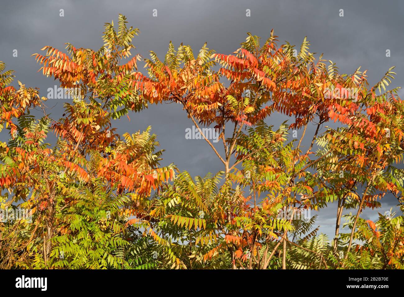sumac vinaigrier (Rhus typhina), France, Europe/Mediterranean Katydid  staghorn sumac (Rhus typhina), France, Europe Stock Photo - Alamy