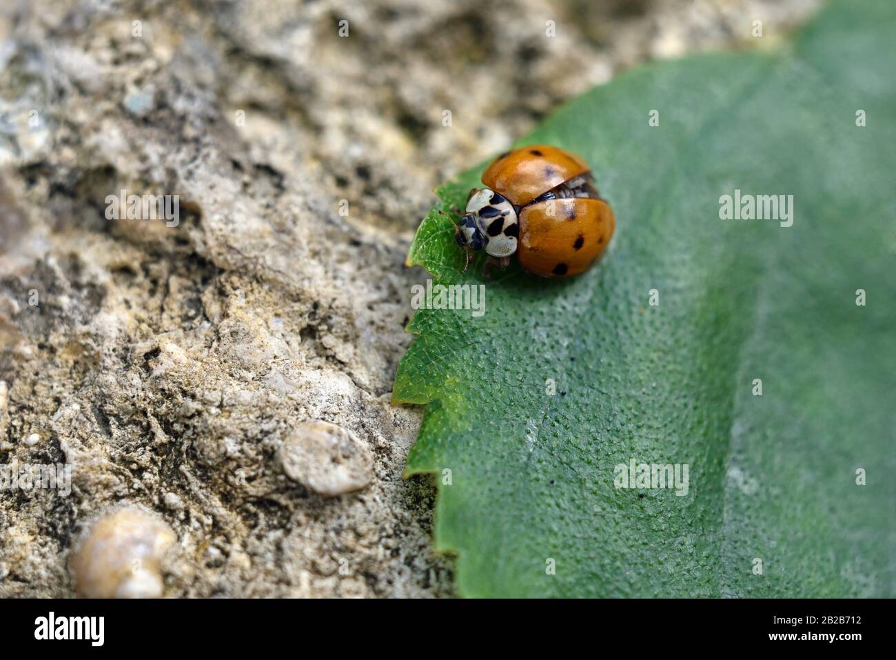 Coccinelle asiatique (Harmonia axyridis), departement d'Eure-et-Loir,  region Centre-Val de Loire, France, Europe/Asian ladybeetle (Harmonia Stock  Photo - Alamy