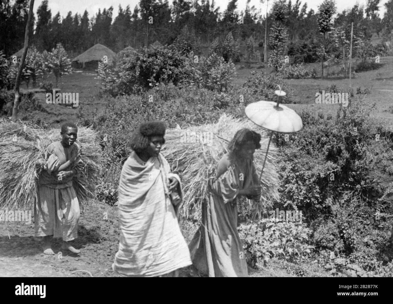 Ethiopian female slaves carry straw in a village near Addis Ababa. Stock Photo