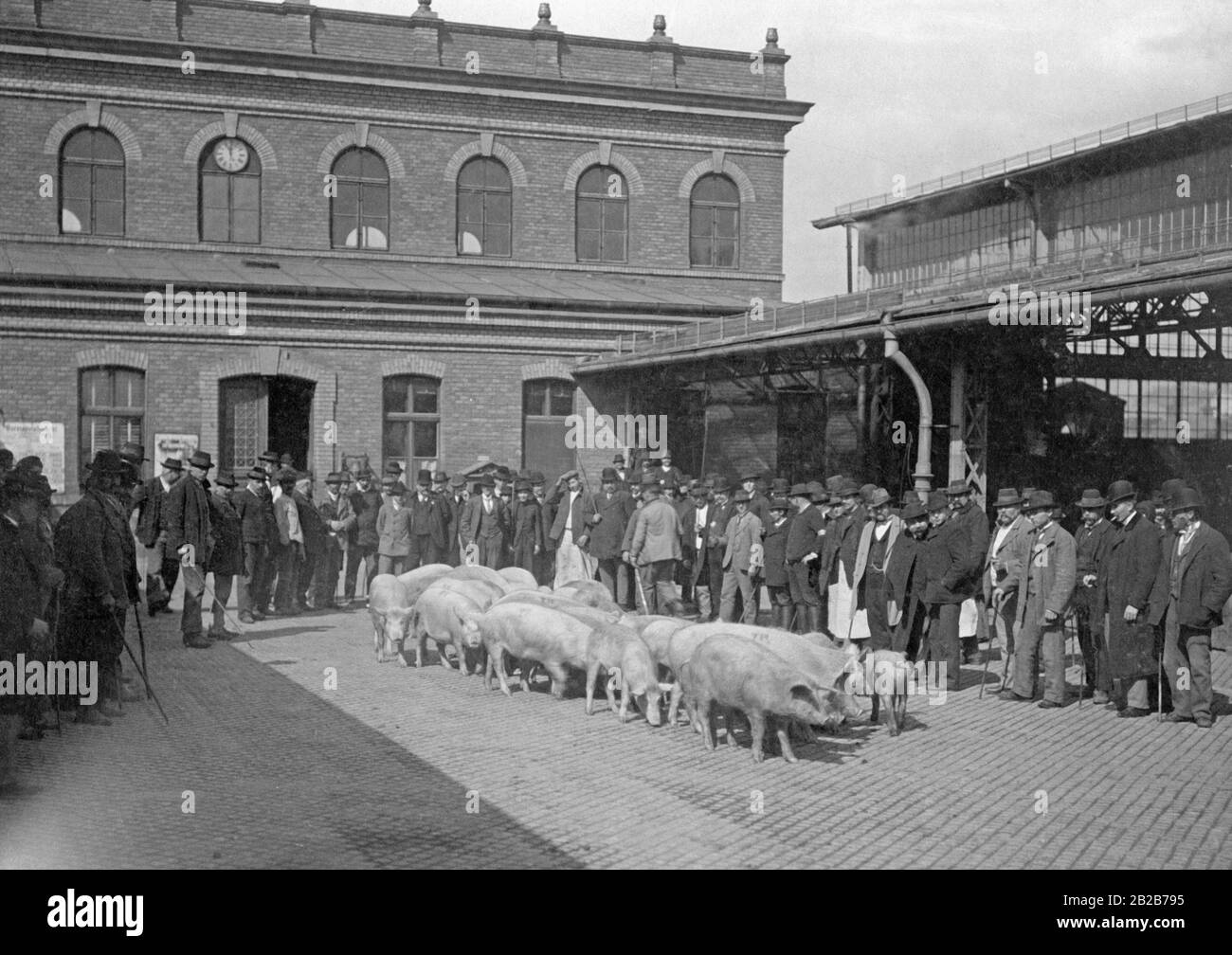 A pig market on the outskirts of Berlin in 1913, with bidders and traders standing around a group of pigs. Stock Photo