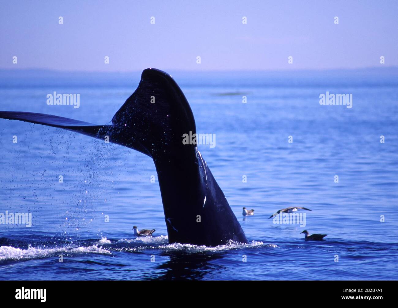 Right Whale Tail in the Bay of Fundy, Canada 1980 Stock Photo