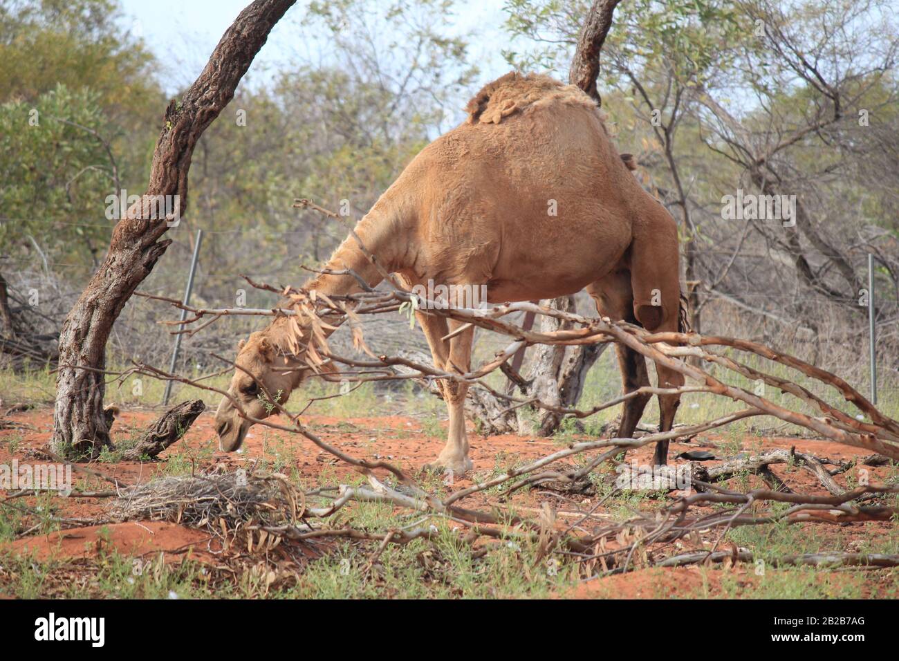 Wild camel at Sandfire, Western Australia Stock Photo Alamy