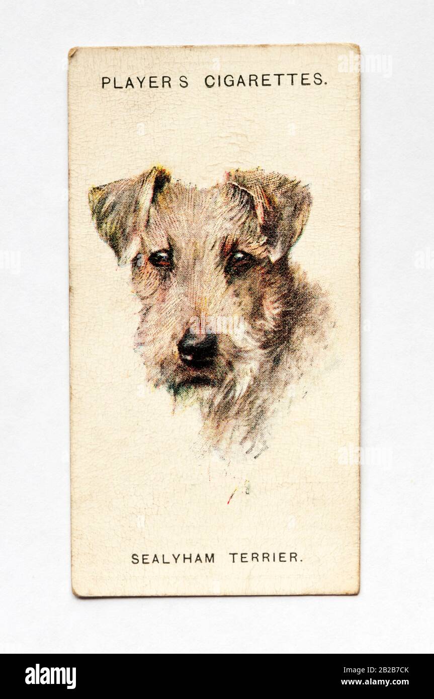 Player's cigarette card in Dogs series shows Sealyham Terrier. Issued 1929  Stock Photo