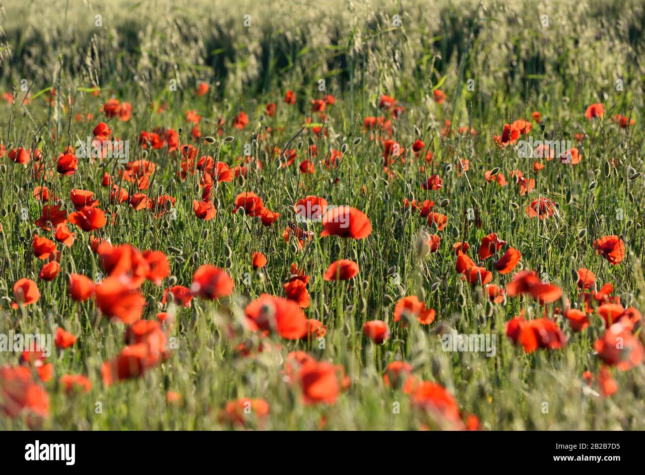 Champ De Coquelicots Departement Eure Et Loir Region Centre Val De Loire France Europe Poppy Field Eure Et Loir Department Centre Val De Loire Stock Photo Alamy