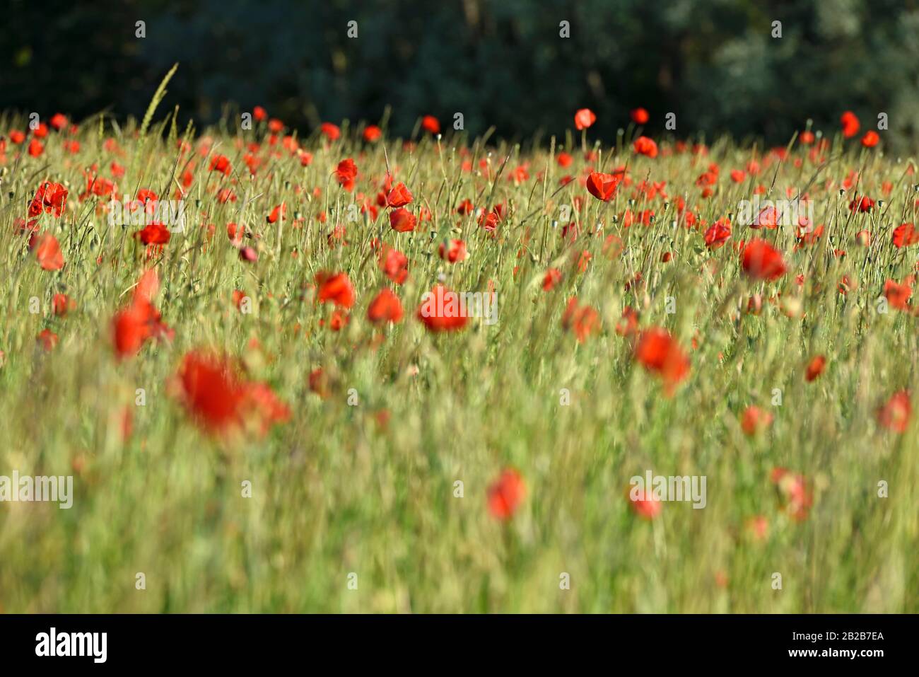 Champ De Coquelicots Departement Eure Et Loir Region Centre Val De Loire France Europe Poppy Field Eure Et Loir Department Centre Val De Loire Stock Photo Alamy
