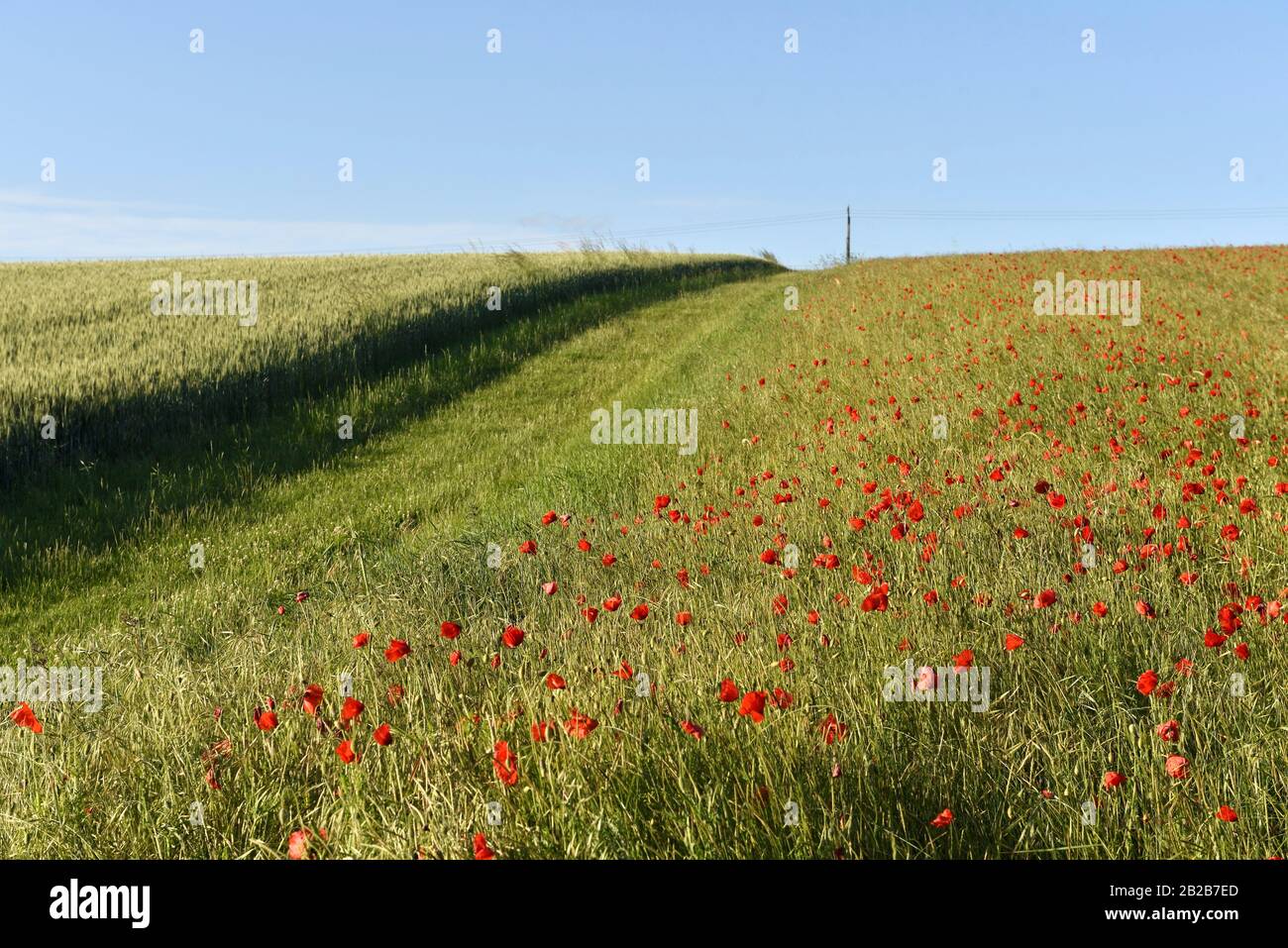 Champ De Coquelicots Departement Eure Et Loir Region Centre Val De Loire France Europe Poppy Field Eure Et Loir Department Centre Val De Loire Stock Photo Alamy