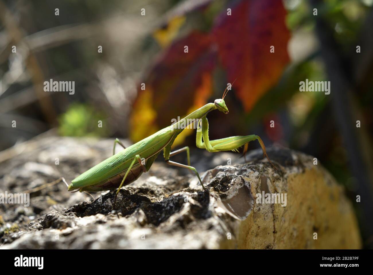 praying mantis (Mantis religiosa), France, Europe. Stock Photo
