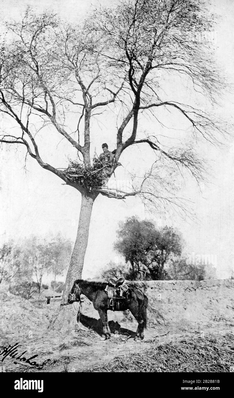 During the Russo-Japanese war in East Asia: A russian cossack sits on a tree and watches out. Stock Photo