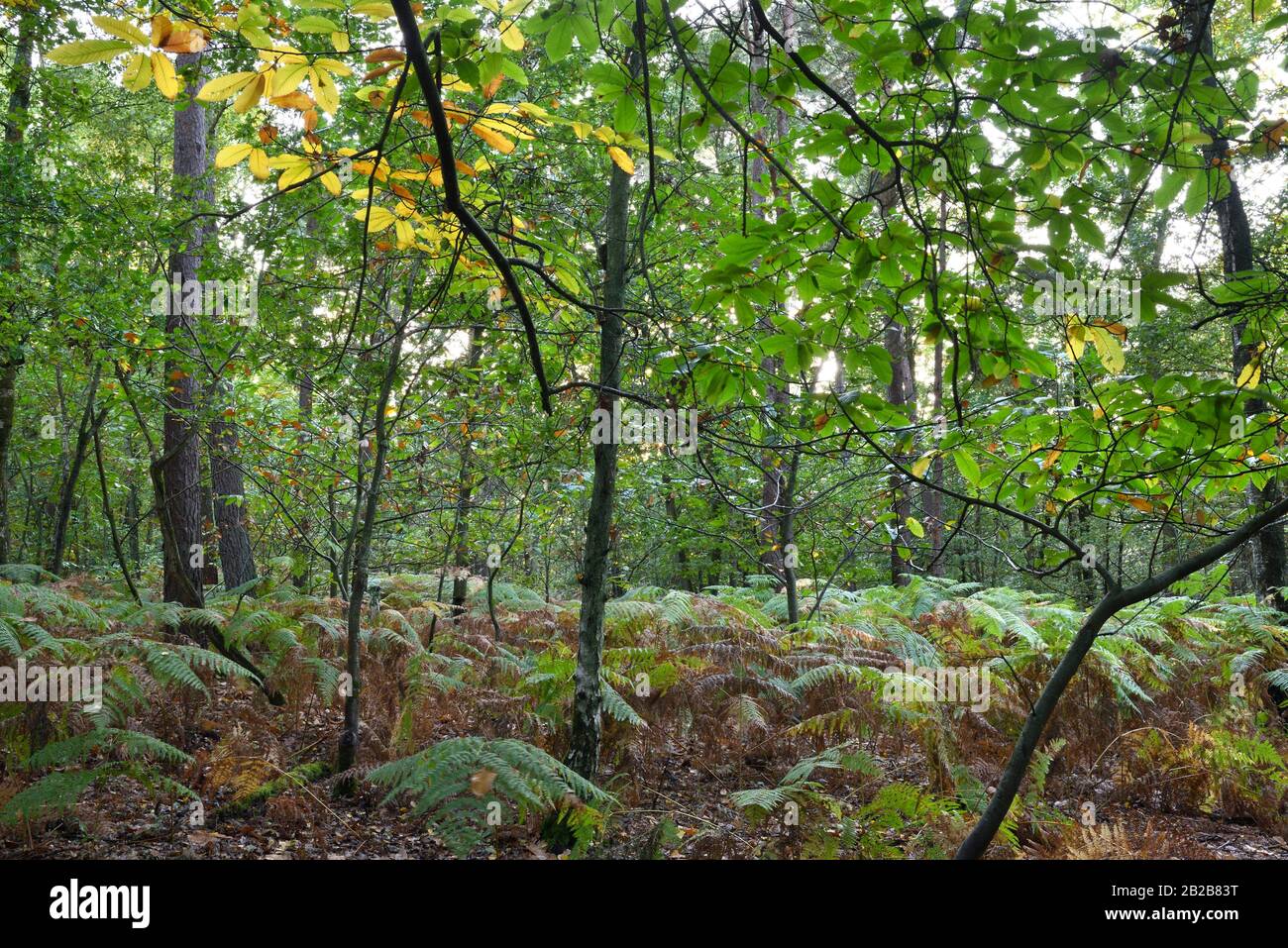 Forest Understory High Resolution Stock Photography and Images - Alamy