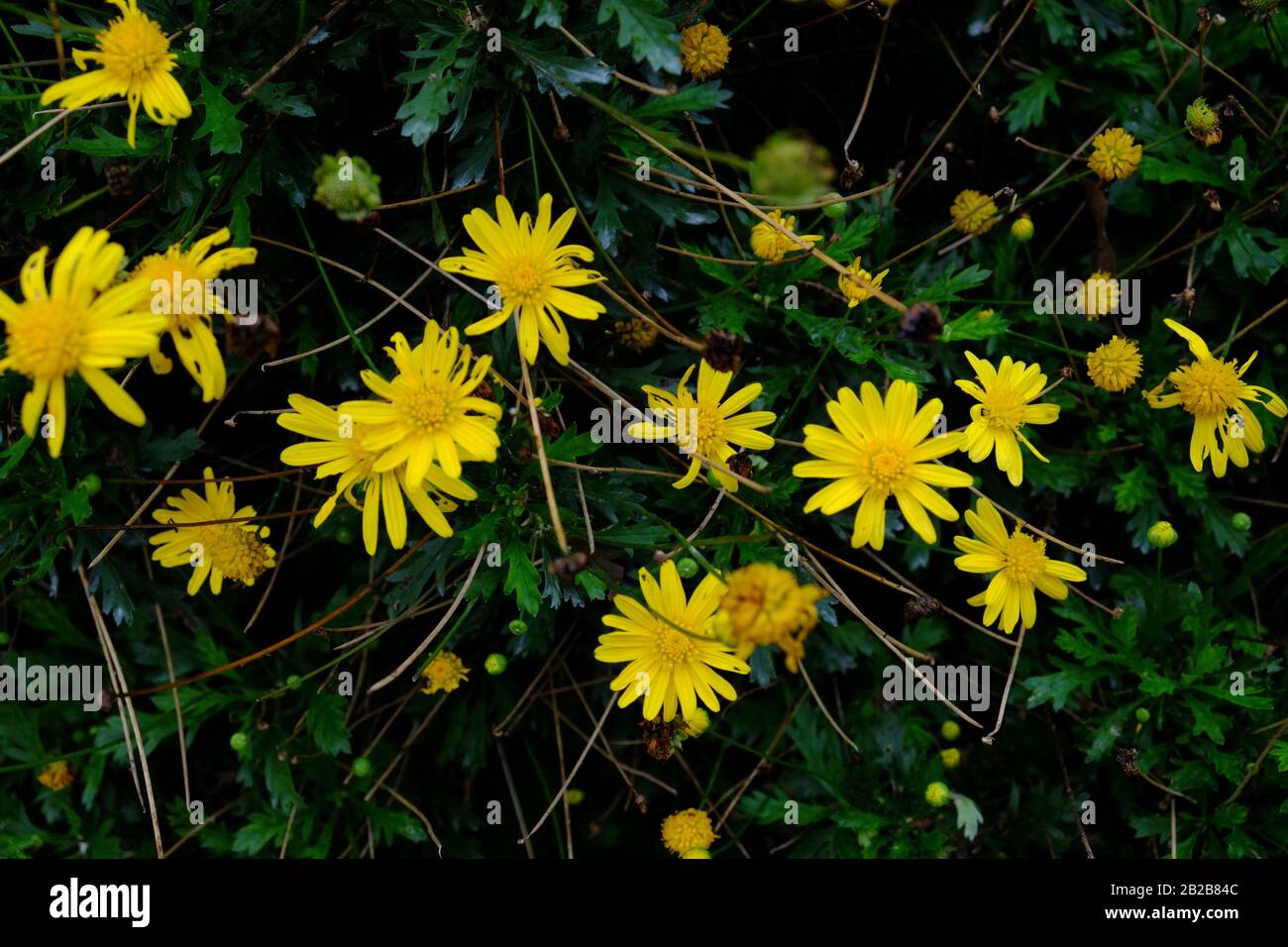 Flower in the garden, Cameron Highlands, Malaysia Stock Photo - Alamy