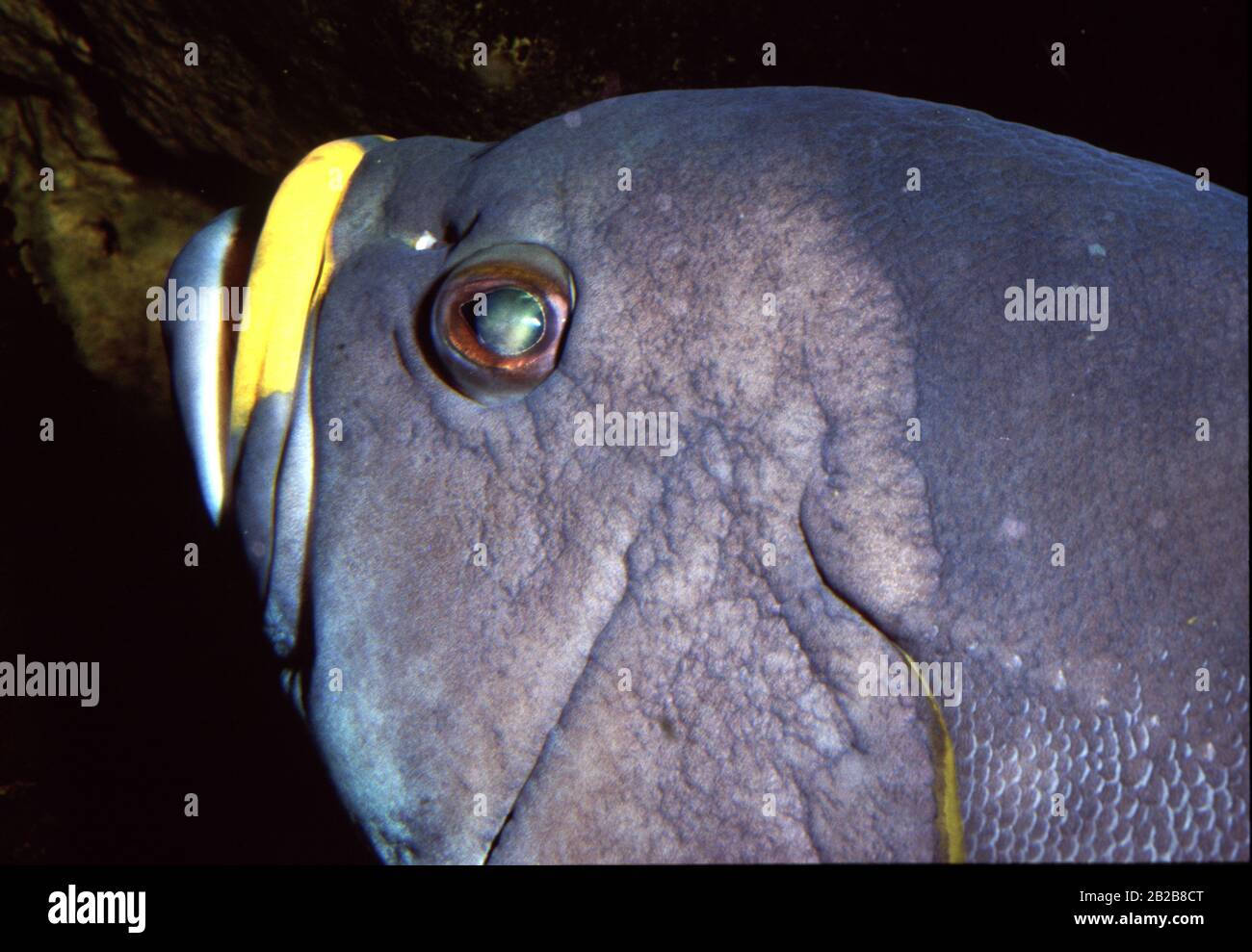 Blue-and-yellow grouper, Epinephelus flavocaeruleus Stock Photo