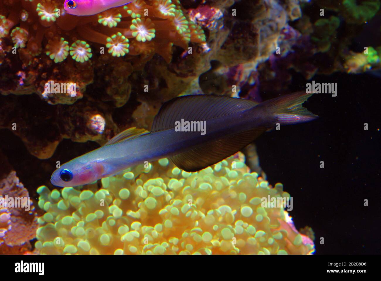 Blackfin dartfish, Ptereleotris evides Stock Photo