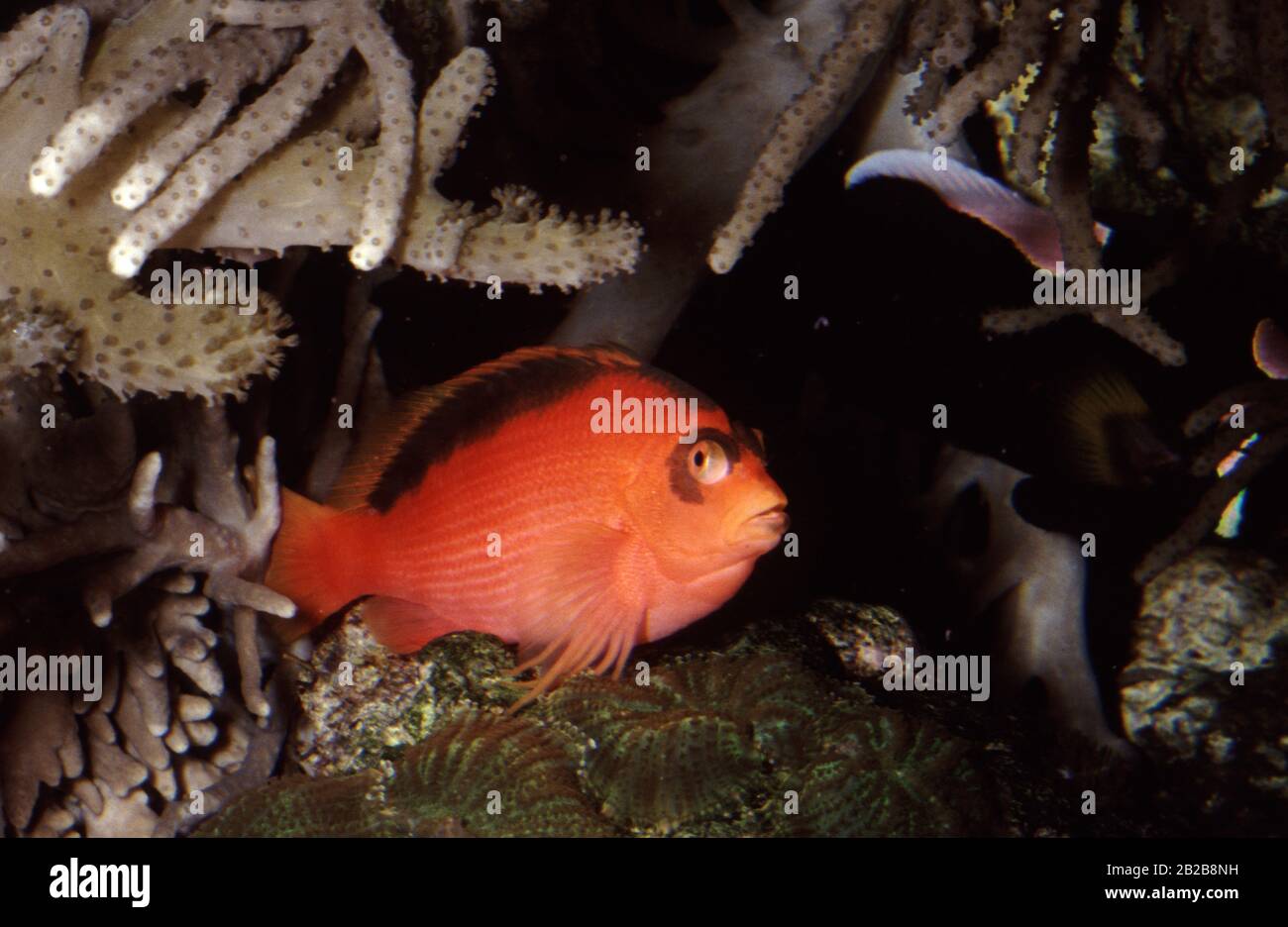 Flame hawkfish, Neocirrhites armatus Stock Photo