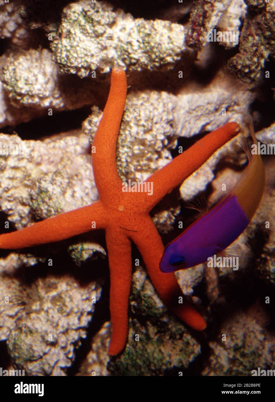 Royal dottyback, Pseudochromis paccagnellae, and red sea star (Echinaster sp.) Stock Photo