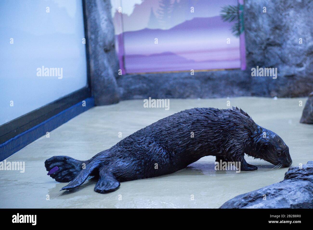 Alaskan Sea Otter Ola explores her new home at the National SEA LIFE Centre in Birmingham. The otter was brought to the UK earlier this year after it was rescued and cared for by staff at the Alaska Sealife Center in Seward. PA Photo. Picture date: Monday March 2, 2020. See PA story ANIMALS Otters. Photo credit should read: Jacob King/PA Wire Stock Photo