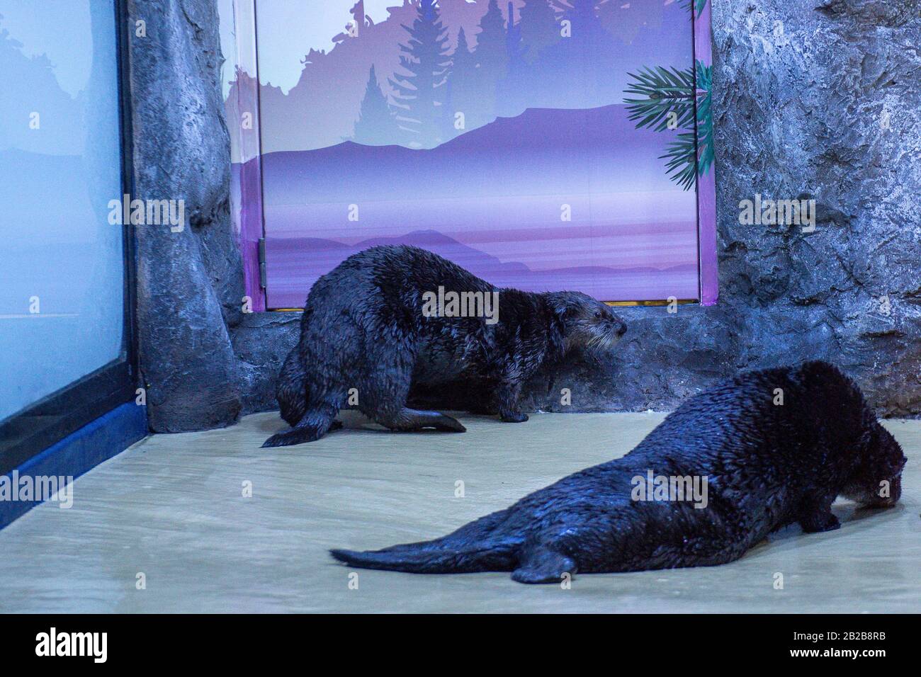 Alaskan Sea Otters Ozzy and Ola explore their new home at the National SEA LIFE Centre in Birmingham. The otters were brought to the UK earlier this year after they were rescued and cared for by staff at the Alaska Sealife Center in Seward. PA Photo. Picture date: Monday March 2, 2020. See PA story ANIMALS Otters. Photo credit should read: Jacob King/PA Wire Stock Photo